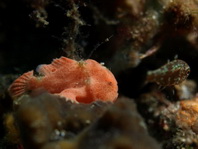 Antennarius commerson (Giant frogfish, Commerson's frogfish - Riesen Anglerfisch) 