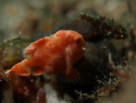 Antennarius commerson (Giant frogfish, Commerson's frogfish - Riesen Anglerfisch) 