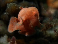 Antennarius commerson (Giant frogfish, Commerson's frogfish - Riesen Anglerfisch) 