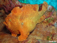 Giant frogfish - <em>Antennarius commerson</em> (commersonii) - Riesen Anglerfisch