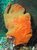 Antennarius commerson (Giant frogfish, Commerson's frogfish - Riesen Anglerfisch) 