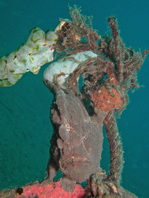 Antennarius commerson (Giant frogfish, Commerson's frogfish - Riesen Anglerfisch) 