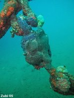 Giant frogfish - <em>Antennarius commerson</em> (commersonii) - Riesen Anglerfisch