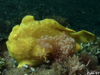 Antennarius commerson (Giant frogfish, Commerson's frogfish - Riesen Anglerfisch) 