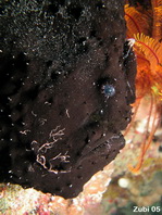 Antennarius commerson (Giant frogfish, Commerson's frogfish - Riesen Anglerfisch) 