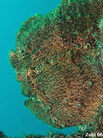 Antennarius commerson (Giant frogfish, Commerson's frogfish - Riesen Anglerfisch) 