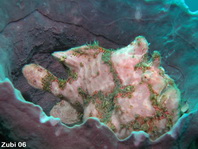 Giant frogfish - <em>Antennarius commerson</em> (commersonii) - Riesen Anglerfisch