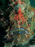 12 Antennarius commerson - thumbnail picture / Kleinbild