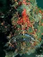 Antennarius commerson (Giant frogfish, Commerson's frogfish - Riesen Anglerfisch) 