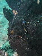 Antennarius commerson (Giant frogfish, Commerson's frogfish - Riesen Anglerfisch) 