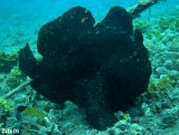 Antennarius commerson (Giant frogfish, Commerson's frogfish - Riesen Anglerfisch) 