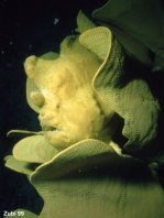 Antennarius commerson (Giant frogfish, Commerson's frogfish - Riesen Anglerfisch) 