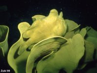 Giant frogfish - <em>Antennarius commerson</em> (commersonii) - Riesen Anglerfisch