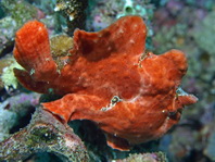 Antennarius commerson (Giant frogfish, Commerson's frogfish - Riesen Anglerfisch) 