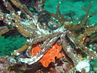 Antennarius commerson (Giant frogfish, Commerson's frogfish - Riesen Anglerfisch) 