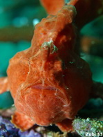 Giant frogfish - <em>Antennarius commerson</em> (commersonii) - Riesen Anglerfisch