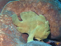 Antennarius commerson (Giant frogfish, Commerson's frogfish - Riesen Anglerfisch) 