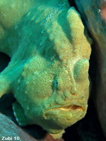 Giant frogfish - <em>Antennarius commerson</em> (commersonii) - Riesen Anglerfisch