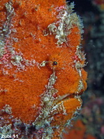 Giant frogfish - <em>Antennarius commerson</em> (commersonii) - Riesen Anglerfisch