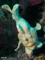 Antennarius commerson (Giant frogfish, Commerson's frogfish - Riesen Anglerfisch) 