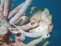 Antennarius commerson (Giant frogfish, Commerson's frogfish - Riesen Anglerfisch) 