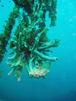 Antennarius commerson (Giant frogfish, Commerson's frogfish - Riesen Anglerfisch) 