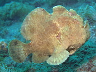 Antennarius commerson (Giant frogfish, Commerson's frogfish - Riesen Anglerfisch) 