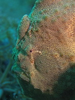 Antennarius commerson (Giant frogfish, Commerson's frogfish - Riesen Anglerfisch) 