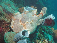 Antennarius commerson (Giant frogfish, Commerson's frogfish - Riesen Anglerfisch) 