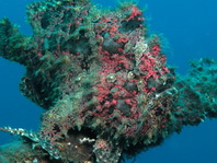 Antennarius commerson (Giant frogfish, Commerson's frogfish - Riesen Anglerfisch) 