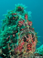 Antennarius commerson (Giant frogfish, Commerson's frogfish - Riesen Anglerfisch) 