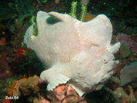 Antennarius commerson (Giant frogfish, Commerson's frogfish - Riesen Anglerfisch) 