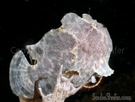 Antennarius commerson (Giant frogfish, Commerson's frogfish - Riesen Anglerfisch)