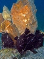 Riesen-Anglerfisch (Antennarius commerson), vermutlich links 4 schwarze Männchen, rechts gelbes Weibchen