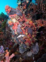 Giant frogfish (Antennarius commerson) - covered with a scablike growth and filamentous appendages