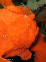 Antennarius commerson (Giant frogfish, Commerson's frogfish - Riesen Anglerfisch)