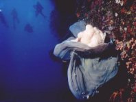 Giant frogfish (Antennarius commerson) - on a sponge on a wall