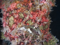 Antennarius commerson (Giant frogfish, Commerson's frogfish - Riesen Anglerfisch)