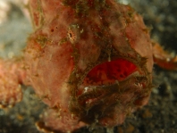 Antennarius commerson (Giant frogfish, Commerson's frogfish - Riesen Anglerfisch)