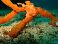 Giant frogfish - Antennarius commerson (commersonii) - Riesen Anglerfisch