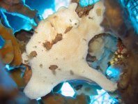 Giant frogfish - <em>Antennarius commerson</em> (commersonii) - Riesen Anglerfisch