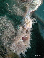 Antennarius hispidus (Hispid frogfish, Shaggy Frogfish - Hispid Anglerfisch)