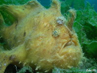 Hispid frogfish - Antennarius hispidus - Hispid Anglerfisch