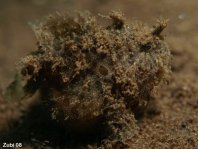 Hispid frogfish - Antennarius hispidus - Hispid Anglerfisch