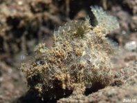 Antennarius hispidus (Hispid frogfish, Shaggy Frogfish - Hispid Anglerfisch)