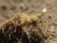 Hispid Frogfish (Antennarius hispidus) with its lure in front