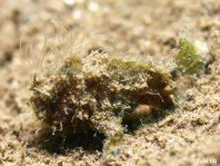 Antennarius hispidus (Hispid frogfish, Shaggy Frogfish - Hispid Anglerfisch)