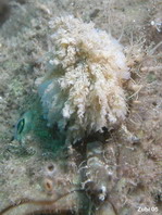 Antennarius hispidus (Hispid frogfish, Shaggy Frogfish - Hispid Anglerfisch)