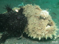 Hispid frogfish - Antennarius hispidus - Hispid Anglerfisch