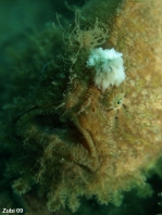 Antennarius hispidus (Hispid frogfish, Shaggy Frogfish - Hispid Anglerfisch)